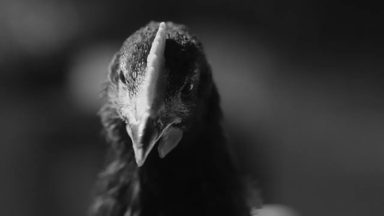 TERATOMA — 3